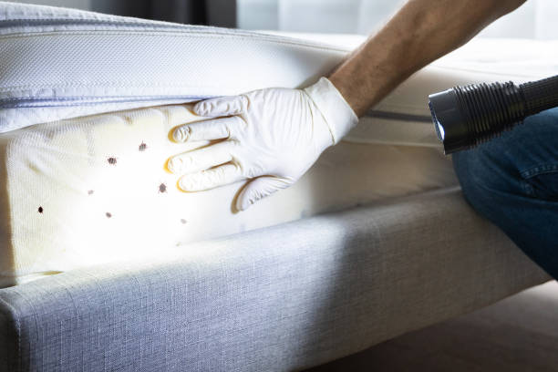 Best Pest Control Near Me  in Clinton, MD